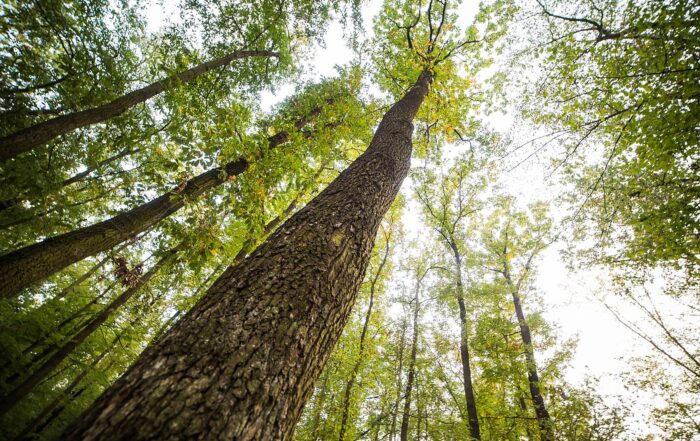Contributi piante tartufigene Piemonte